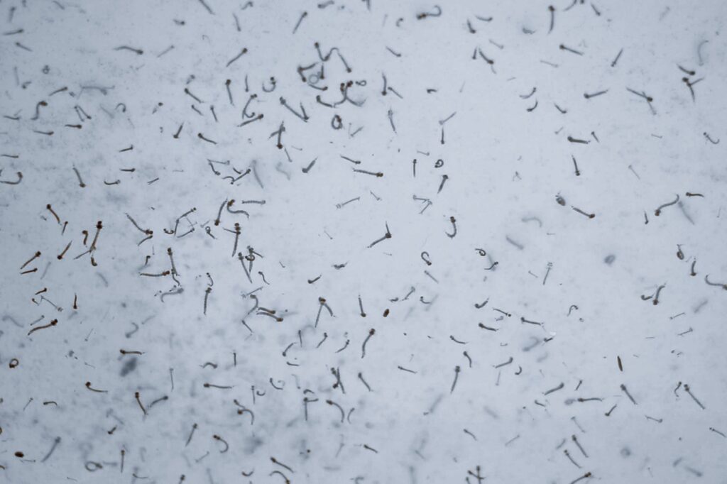 Con dengue, 63 municipios de Puebla: Salud