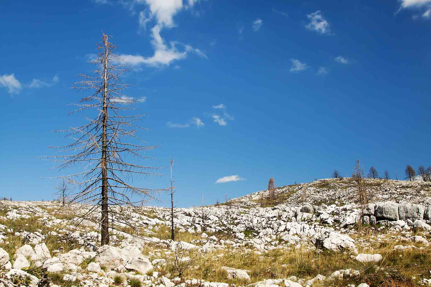 Cambio climático genera altos costos a los países