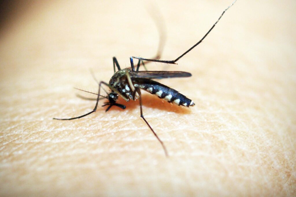 En un día, Puebla con 29 personas hospitalizadas por dengue: Salud