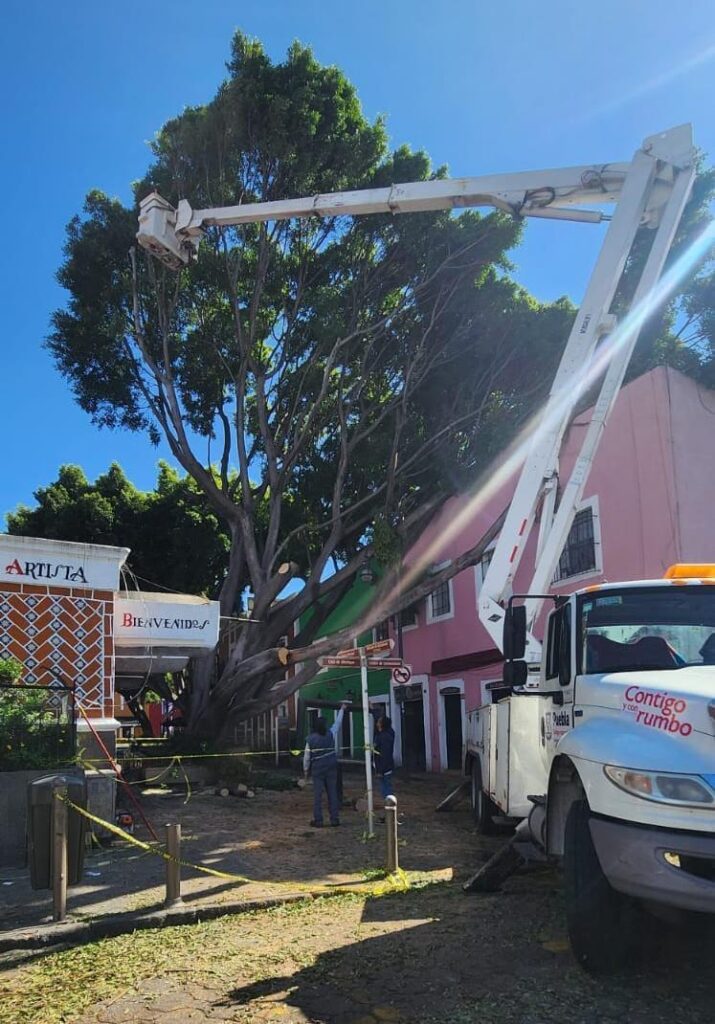 Video: Retiro de árbol en el Barrio del Artista tardará varios días