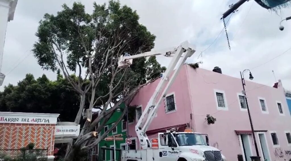 Video: Árbol que cayó en el barrio del Artista estaba sano, según Myriam Arabian