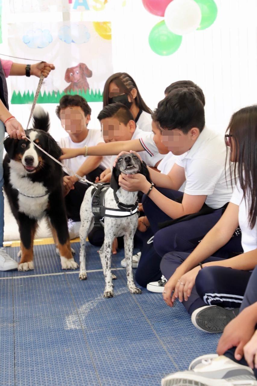 Jubilan a coterapeutas caninas