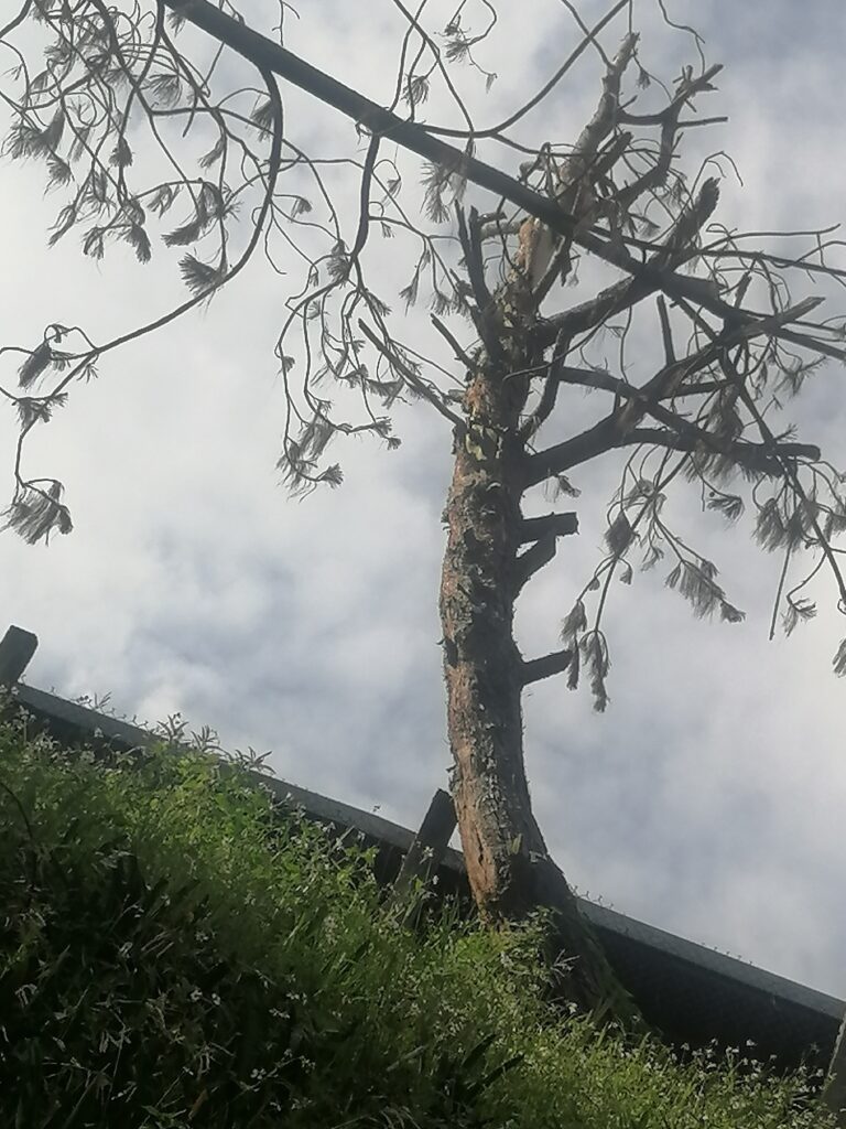 Árboles secos, un peligro para escuela y alumnos en escuela de Huauchinango