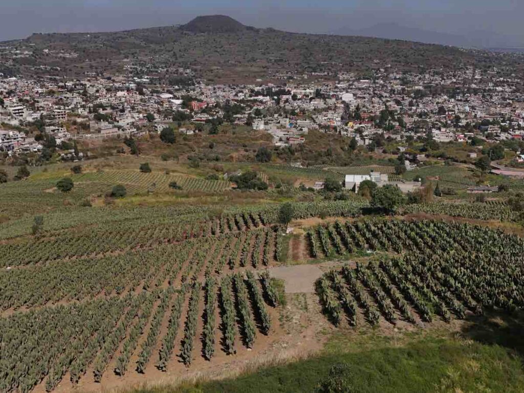 Tala ilegal pega a nueve alcaldías de CDMX