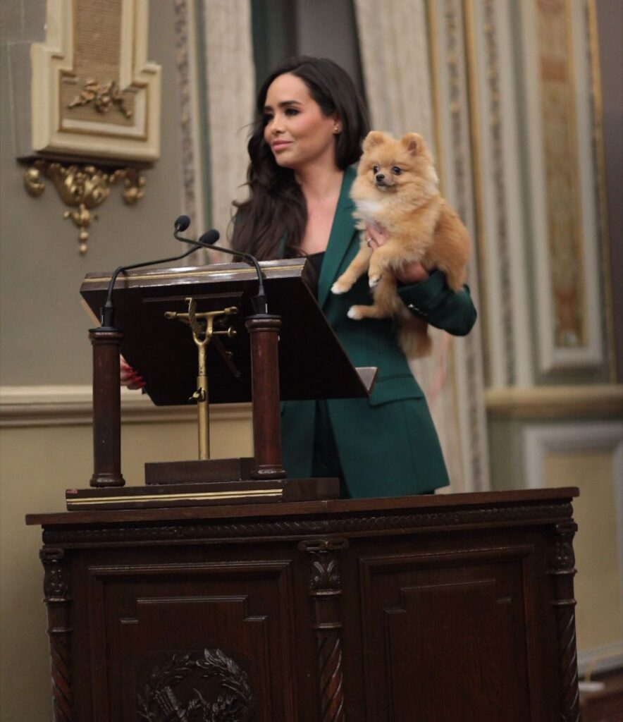 Propone diputada que un juez defina la custodia de… mascotas en casos de divorcio.