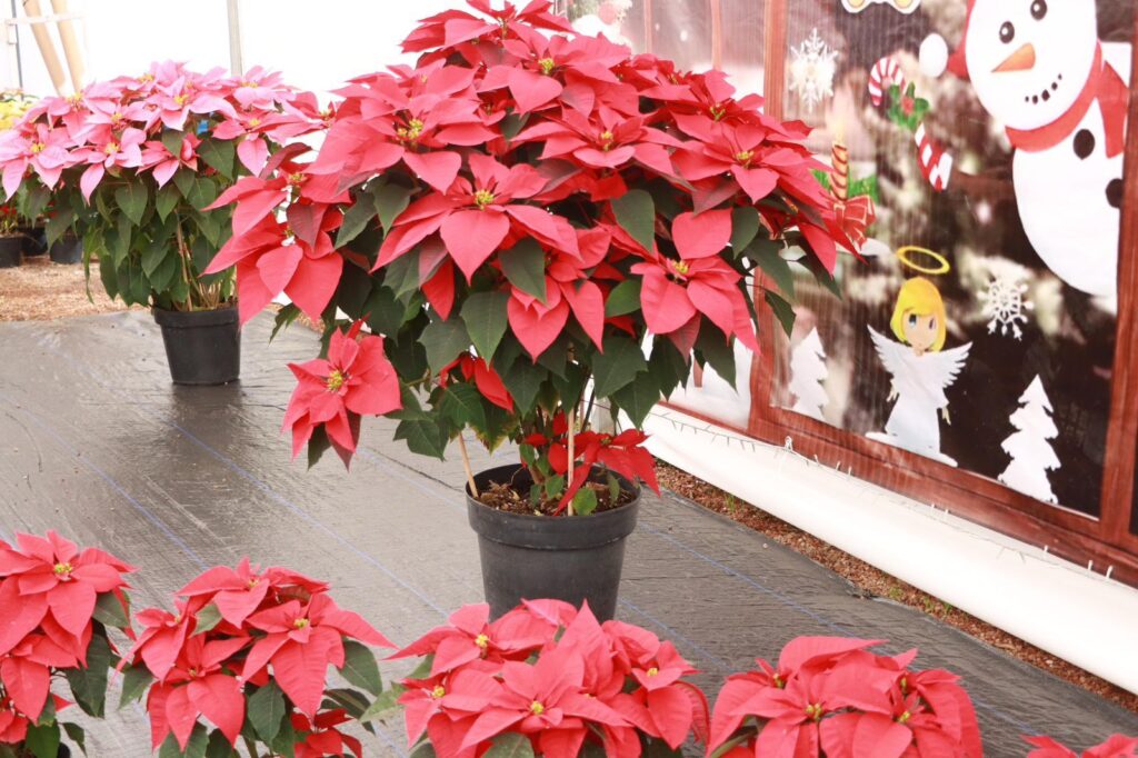 ¡Ven a Atlixco al festival de la Nochebuena!