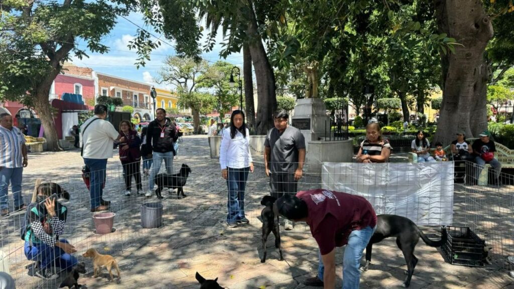 Abre tu corazón a un lomito; Gran Feria de Adopción Se Realizará en Atlixco