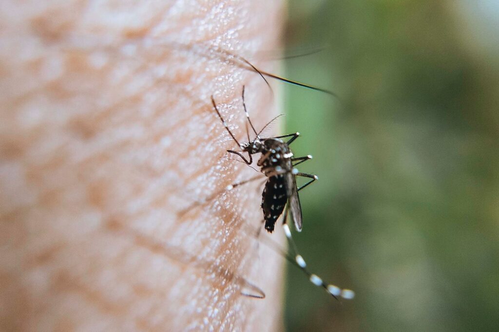 Más de 4 mil se han contagiado de dengue este año en Puebla