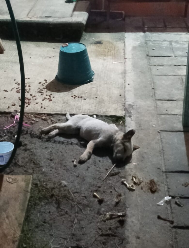 Reportan envenenamiento masivo de perros y gatos en Huauchinango