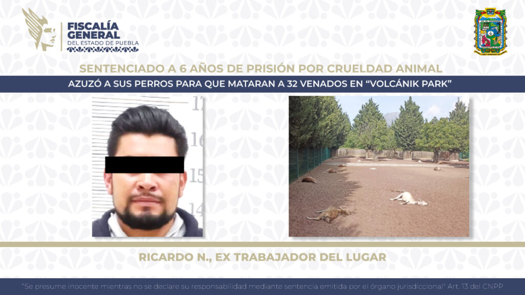 Apenas 6 años de cárcel ¡por matar a 32 venados en Chignahuapan!