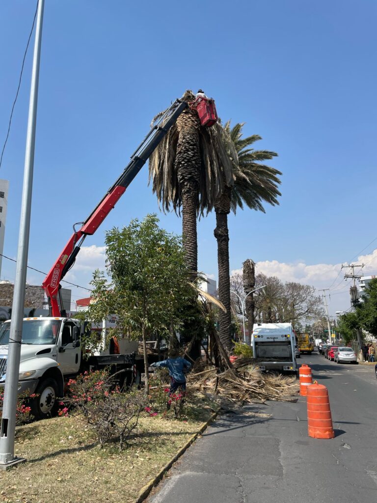 Gobierno de la Ciudad realiza intervenciones en palmeras en la Colonia La Paz y Avenida Juárez