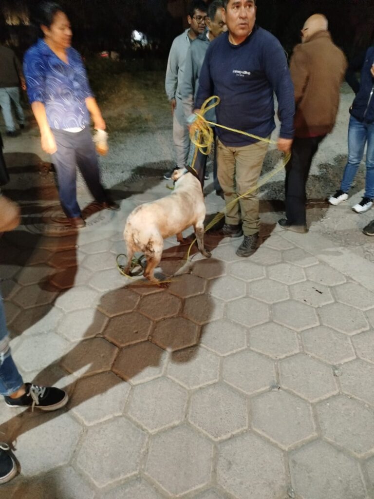 Rescatan a perrito caído en una zanja en Cuautlancingo