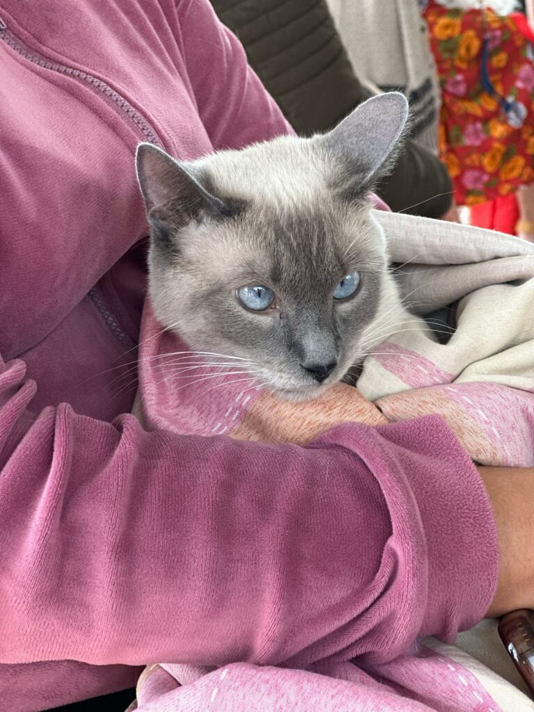 Realizan jornadas de protección animal en Puebla capital