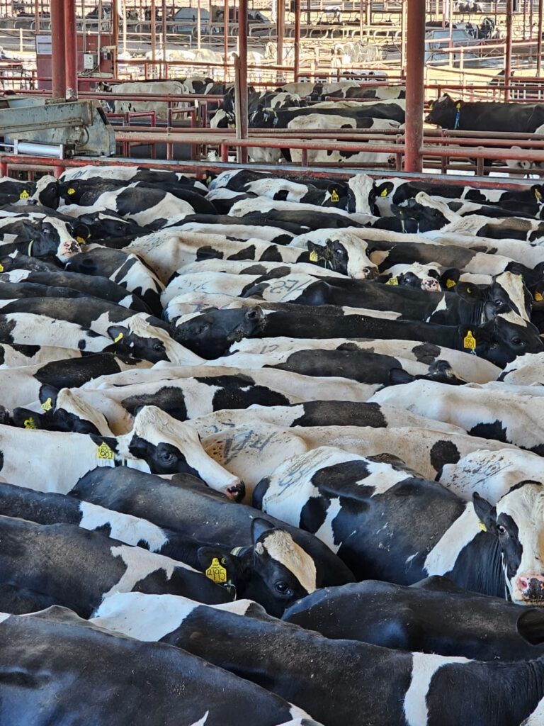 Producción de leche en México: responsabilidad y satisfacción para la seguridad alimentaria