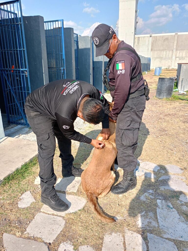 25 perros policías K9 fueron vacunados