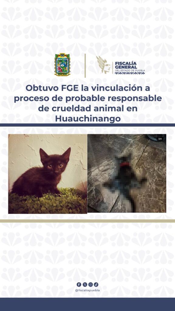 ¡Indignante! solo le pusieron 5 mil pesos de multa por matar a patadas a una gatita recién nacida en Huauchinango