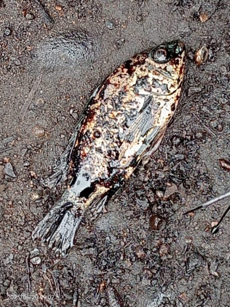 Derrame de Pemex genera daño ecológico en el río San Marcos