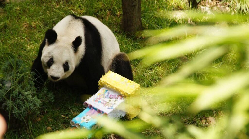 Celebran a panda Xin Xin, una de las más longevas de Latinoamérica