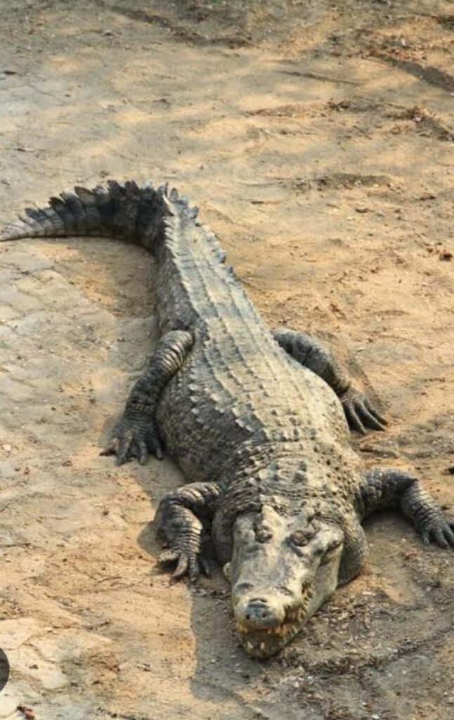 Captan a cocodrilo en zona habitacional de Huauchinango