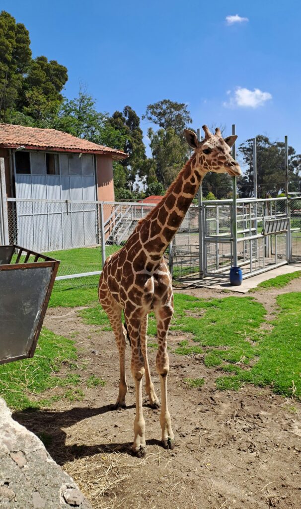 Invitan a conocer a Cosmo, jirafa macho de un año de edad que habita en el Zoológico de Zacango