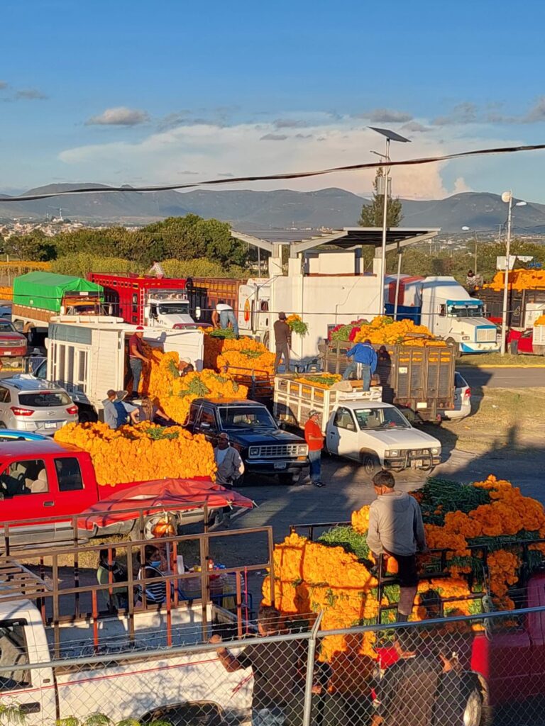 Ariadna Ayala promueve la economía local con la venta de flor de temporada en Atlixco