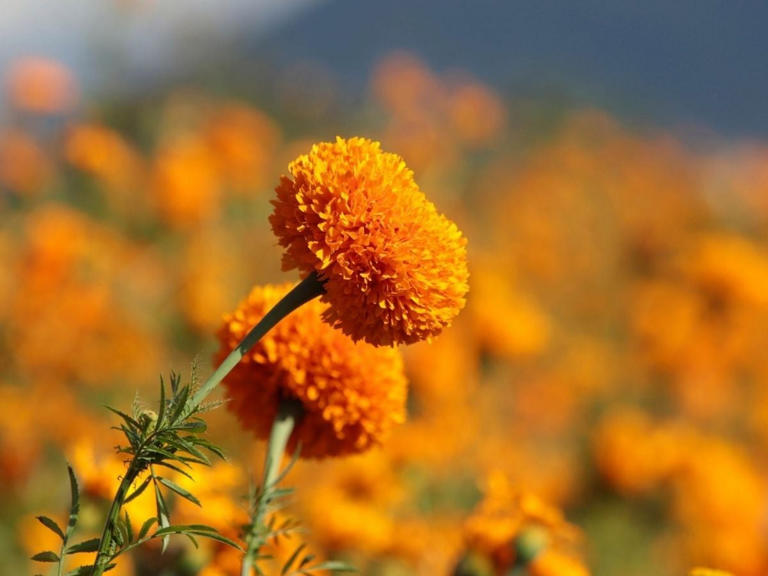 ¿Cuáles son los mejores lugares y fechas para visitar campos de cempasúchil en México?