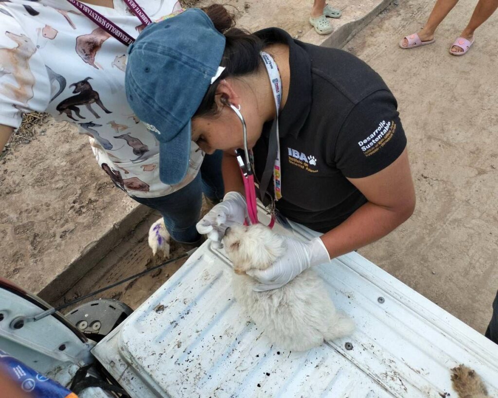 Las otras víctimas: 552 animales atendidos en la Sierra Norte