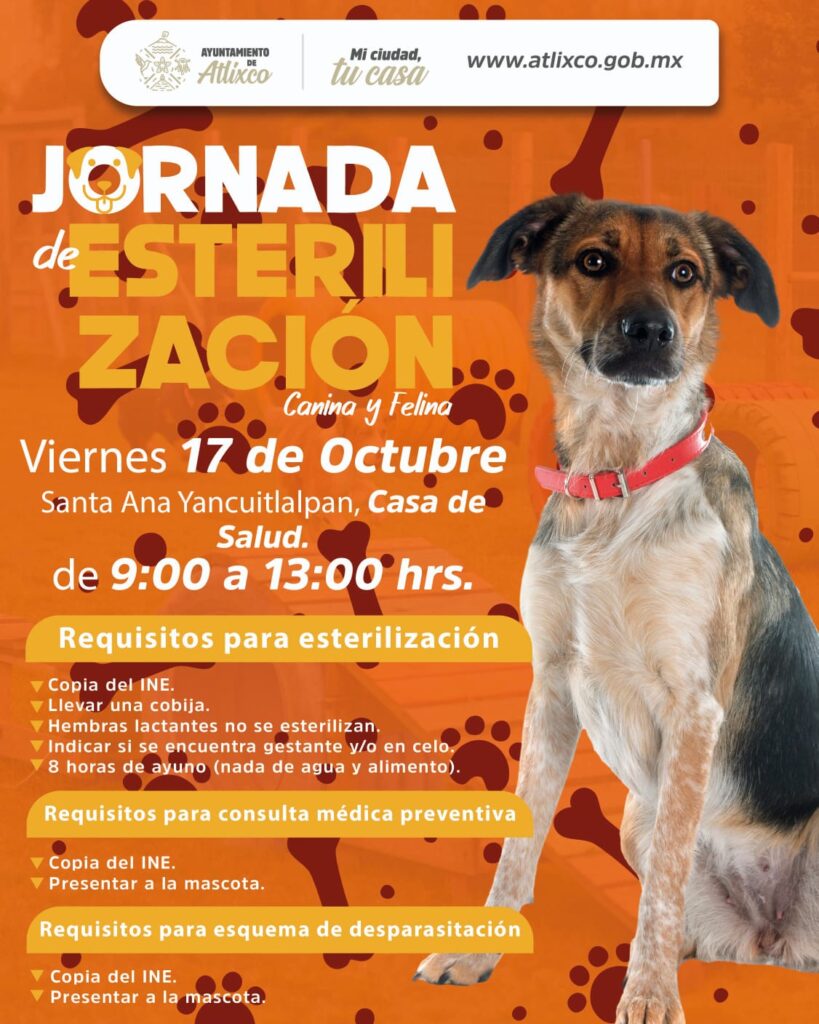 Ariadna Ayala, continúa impulsando las jornadas gratuitas de esterilización y atención médica animal en Atlixco