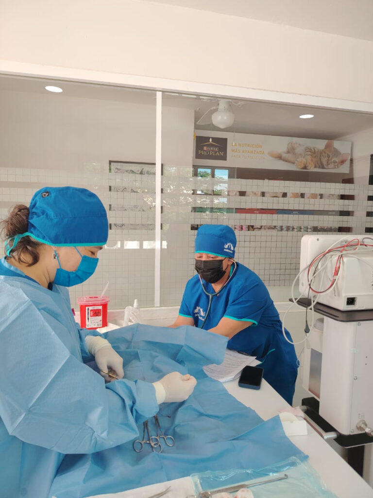 ¿Por qué es importante esterilizar a los gatos?