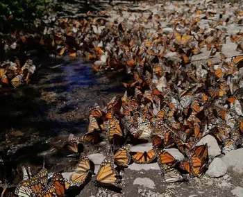 Día Nacional de la Mariposa Monarca; ¿cuándo se celebra?
