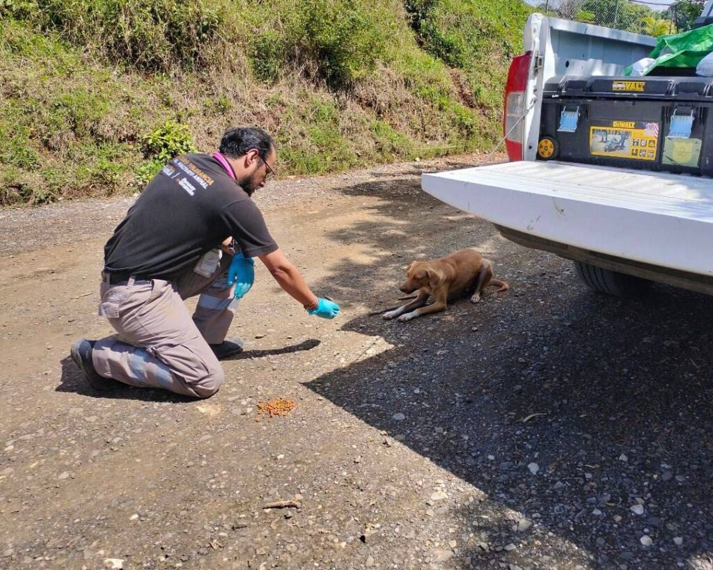 Llaman a proteger mascotas durante la temporada de frío