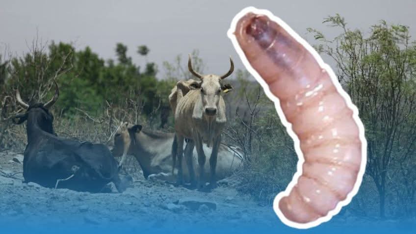 Xicotepec en Alerta: Gusano Barrenador y Desinterés Oficial