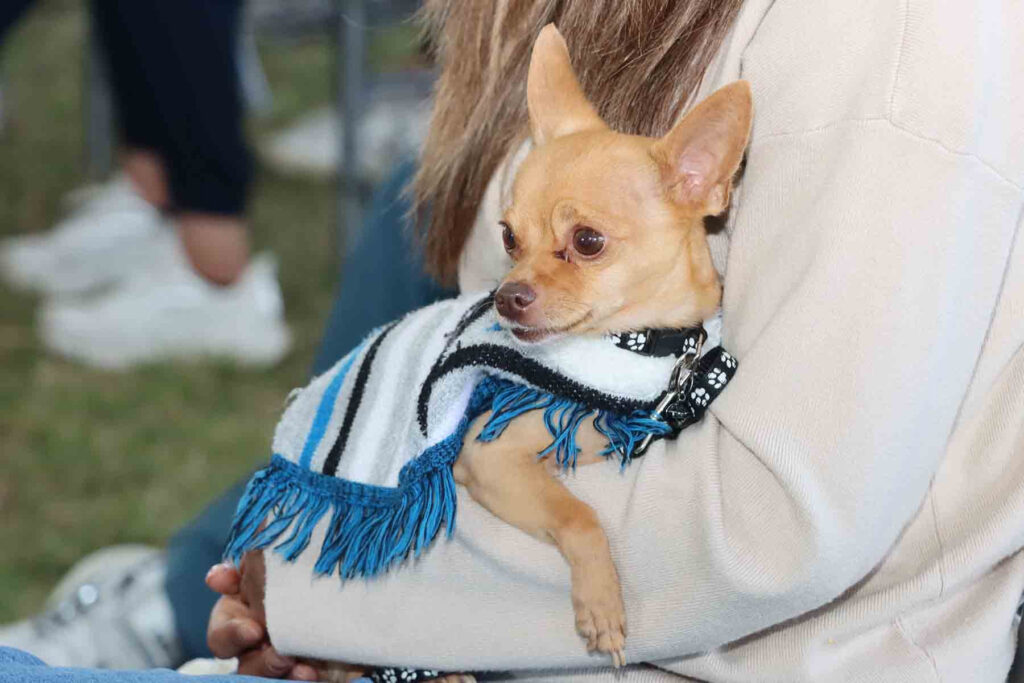 Recomendaciones para atender a tu mascota en caso de emergencia