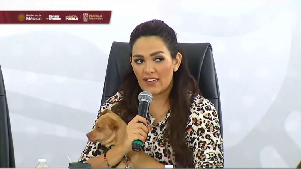 Bienestar Animal tiene bajo resguardo 107 gatos y perros víctimas de crueldad 