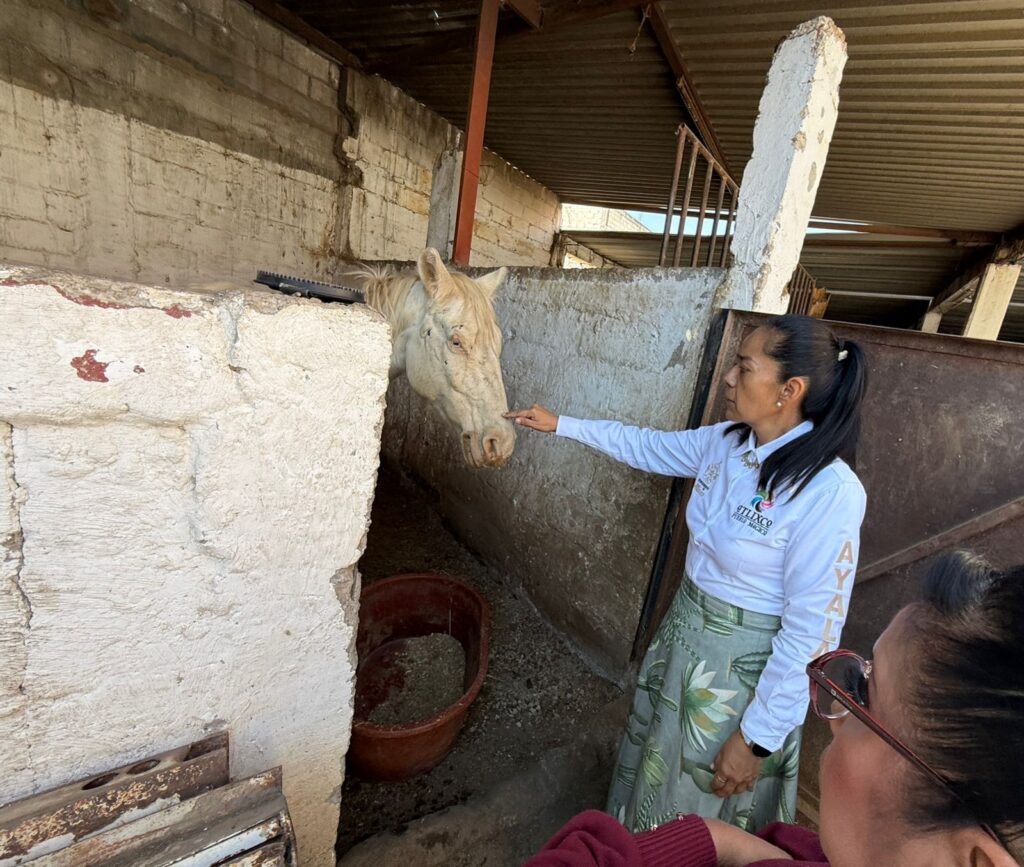 Cuacolandia resguará a ejemplar rescatado en Atlixco