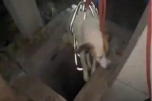 Rescatan a dos perritos de un pozo en San Francisco Totimehuacán 