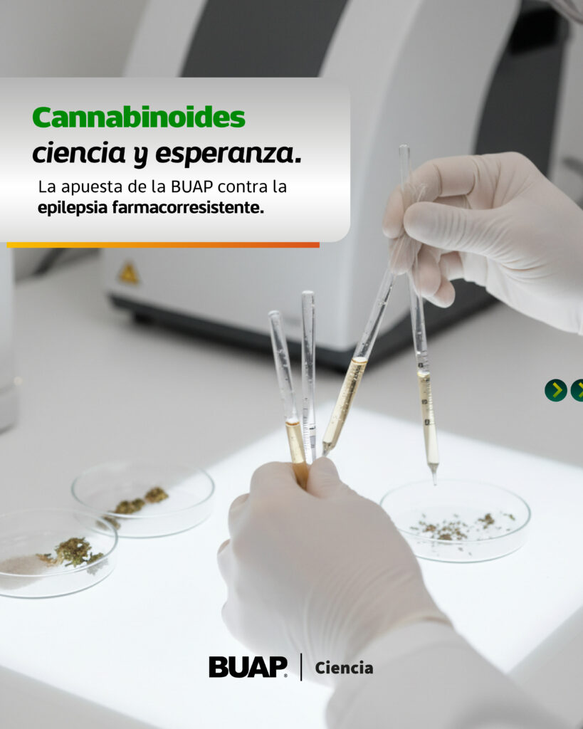 Estudian en la BUAP cannabinoides para tratamiento de epilepsia