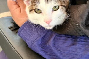 Llevan jornadas gratuitas de protección animal a distintas zonas de la capital