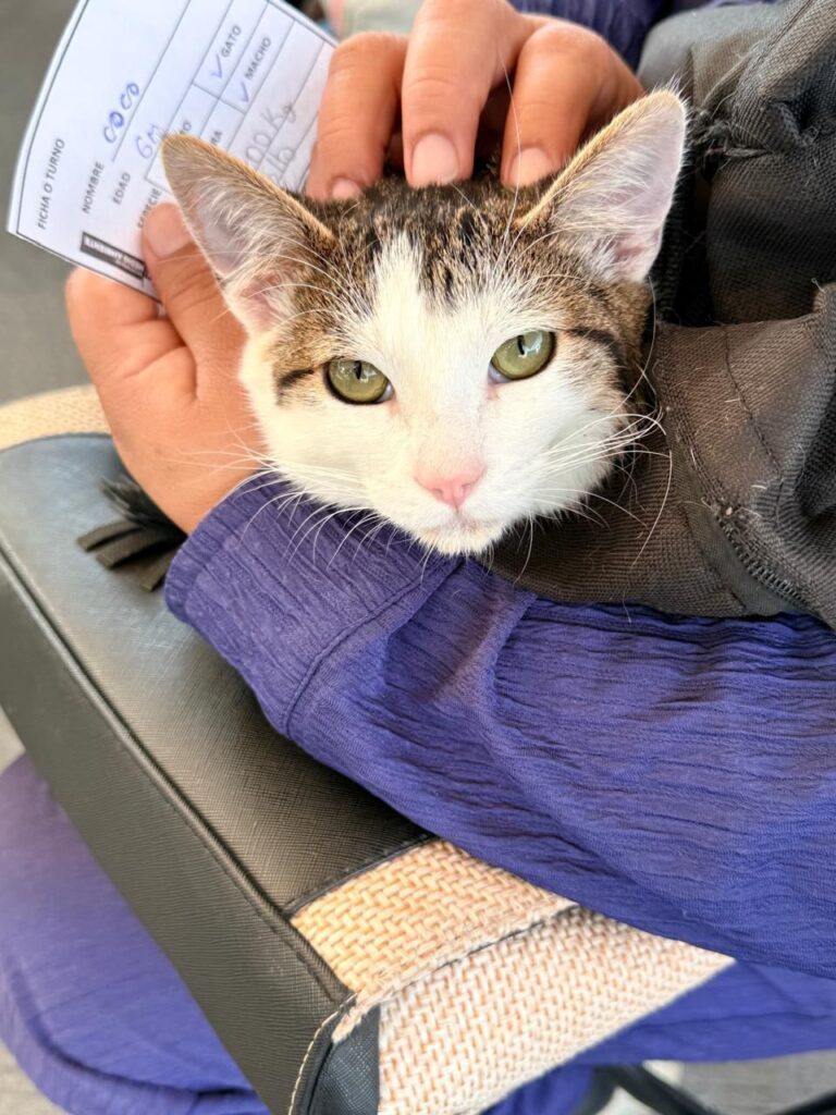 Llevan jornadas gratuitas de protección animal a distintas zonas de la capital