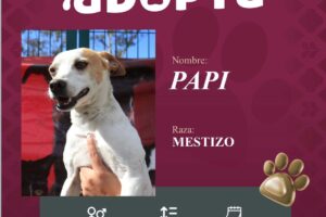 Impulsan la adopción responsable de perritos en Puebla capital