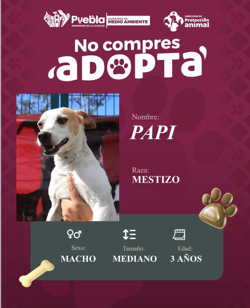 Impulsan la adopción responsable de perritos en Puebla capital
