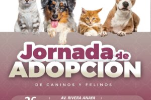 ¡Súmate a las jornadas de adopción de gatitos y perritos en Puebla capital!
