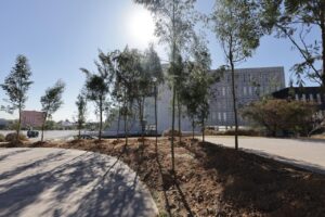 Sembrarán 10 mil árboles en el CIS y Parque Ecológico