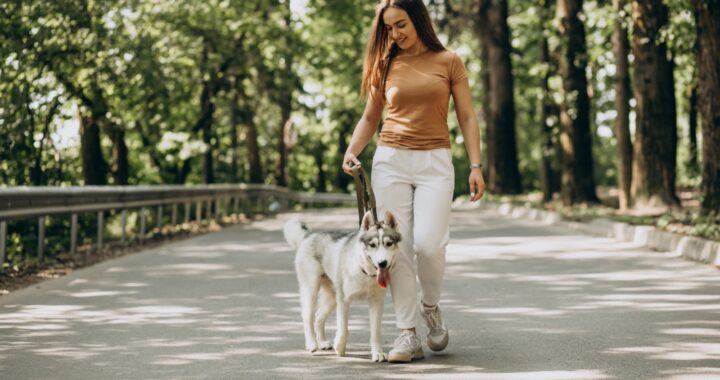 Caminar 30 minutos al día beneficia a tu perro, pero es vital acompañarlo con vacunación y prevención contra parásitos