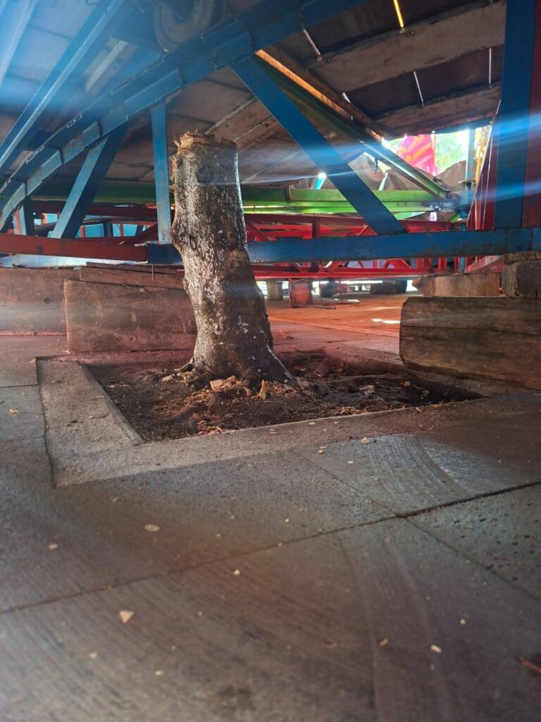 Alcalde ecocida: Acusan a Eduardo Romero de talar árbol en Pahuatlán para permitir festival musical