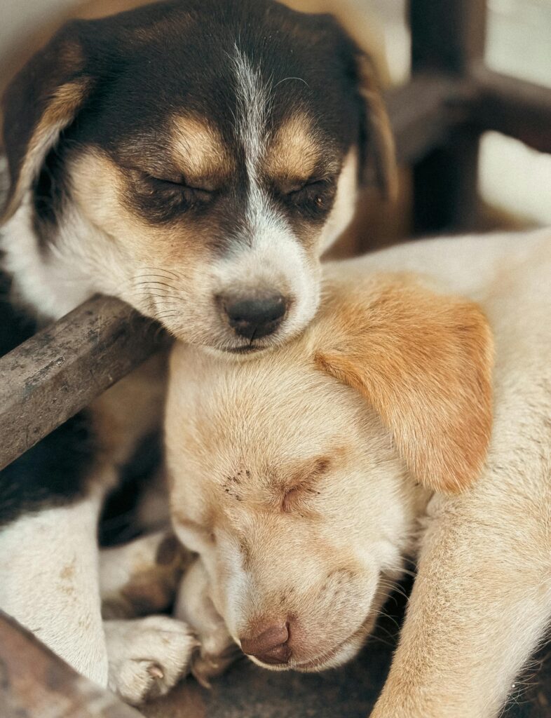 Los primeros meses de gatos y perros pueden definir su salud para toda la vida