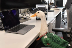 Otorga IMPI registro al Pato Merlín: su dueña recibe el registro de marca