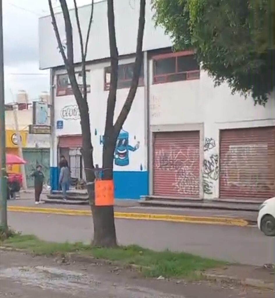 Vecinos de San Sebastián denuncian tala clandestina
