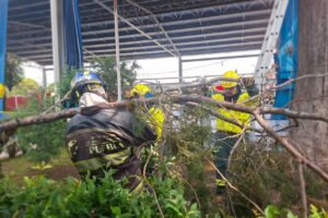 Atienden caída de un árbol dentro de escuela en Nueva Aurora Popular