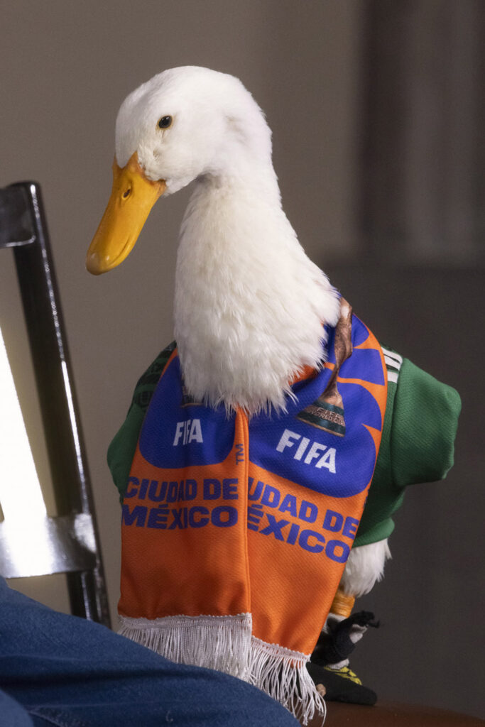 Le ganan registro de “Pato Merlín” a sus dueños